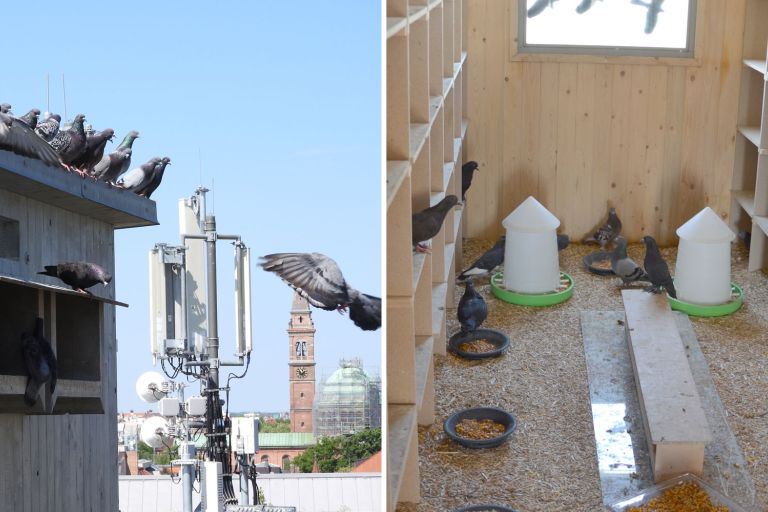 Einflug einer Taube in ein Taubenhaus und Blick in den Innenraum eines Taubenschlags.