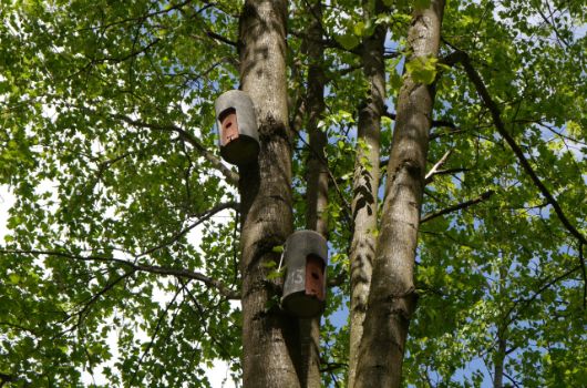 Fledermausrundkästen