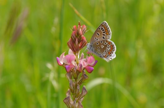 Esparsette und Bläuling