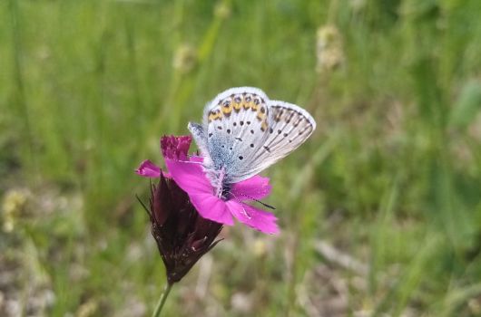 Idas-Bläuling auf Karthäusernelke