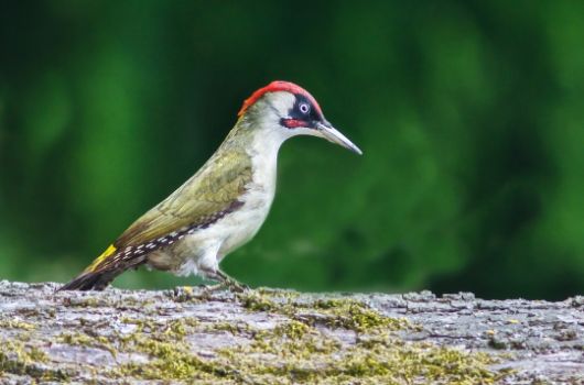 Grünspecht bei der Nahrungssuche
