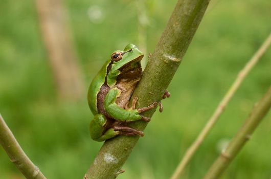 Laubfrosch auf Weidenzweig