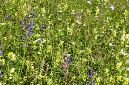 Artenreiche Wiese mit Klappertopf
