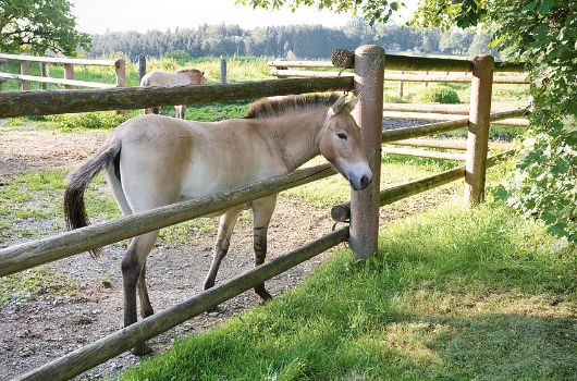 Przewalski-Pferd