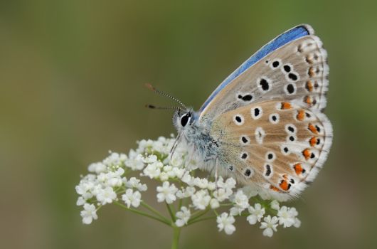 Himmelblauer Bläuling