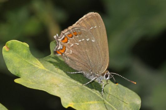 Brauner Eichenzipfelfalter