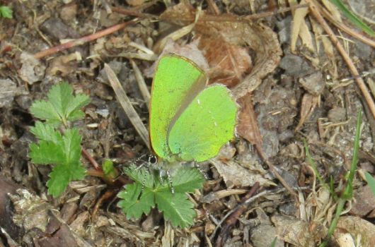 Grüner Zipfelfalter