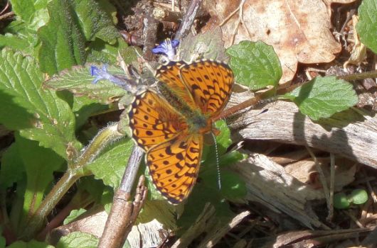 Silberfleck Perlmuttfalter