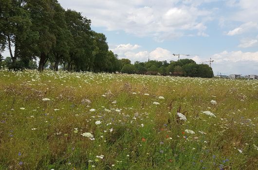 Collage 1 Neubiberg Wiese