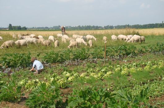 Krautgarten in München